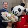 Markus Söder setzt auf "Panda-Diplomatie" während seines China-Aufenthalts.