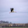 Ein Storch ist am Montagabend bei Unterfahlheim mit einer Stromleitung kollidiert, für mehr als zwei Stunden war in einigen Orten das Stromnetz lahmgelegt. 