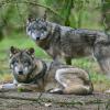 Zwei Wölfe sind im Gehege im Wildpark Schorfheide zu sehen.