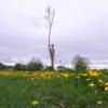 In Rudelstetten wurde ein Baum gekappt, damit dort ein Storchennest hingesetzt werden konnte.