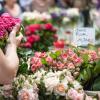 Seit weit über 20 Jahren die „Rosenfreunde Ulm“ den wunderschönen Rosenmarkt, am sogenannten „Tag der Rose“. 