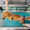 Es geht den Hunden wie den Menschen: Physiotherapie, hier im Wasser, hilft verletzten Tieren wieder auf die Beine. 