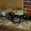 Das Zwergotter-Paar Jacky und Emil mit seinem Nachwuchs im Tierpark Neumünster.