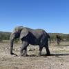 Für Reisende ist es faszinierend Elefanten zu beobachten. Für Einheimische sind die grauen Kraftprotze oft eine Bedrohung.