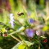 Bunte Vielfalt: Die sieht im Garten nicht nur gut aus, sondern erfreut auch die Bienen.