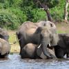 Elefanten im Okavango-Delta in Botswana. Seit 2019 ist im Land die Elefantenjagd wieder erlaubt. 