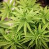 Cannabispflanzen (ca. 4 Wochen alt) in ihrer Wachstumsphase stehen in einem Aufzuchtszelt unter künstlicher Beleuchtung in einem Privatraum. Der Bundesrat hatte am 22. März den Weg zur Teil-Legalisierung von Cannabis zum 1. April freigemacht.