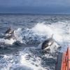 Dieses Bild, vom spanischen Verkehrsministerium zur Verfügung gestellt, zeigt drei Orcas, die neben einem Seenotrettungsboot schwimmen.  	