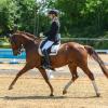 Vier Tage steht die Reitanlage des Reitclubs Ulrichshof Königsbrunn ganz im Zeichen des Dressursports. Am Freitag beginnt das Turnier. 