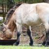 Przewalski-Hengst "Pan Tau" wurde bei einem Rangordnungskampf verletzt und musste danach eingeschläfert werden.