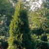 Ein Thujabaum ist in Nördlingen gestohlen worden.