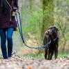 Die Hundesteuer in Obermeitingen wird erhöht.