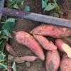 Von Ende September bis Anfang Oktober sind die Süßkartoffeln aus dem Wittelsbacher Land erntereif.