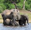 Kommen bald Elefanten aus Botswana nach Deutschland?