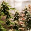 Bisher war geplant, den Besitz kleiner Mengen Cannabis gestaffelt nach Alter ab 1. April und den Anbau ab 1. Juli zu legalisieren. Die CSU stemmt sich vehement dagegen.