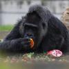 Die Gorilla-Dame Fatou verputzt ein Stück Obst.