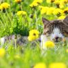 Werden Katzen kastriert, gibt es in Zukunft weniger herrenlose Tiere. Einige Landkreise in Deutschland haben bereits solche Katzenschutzverordnungen, der Donau-Ries-Kreis jedoch nicht.