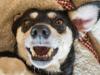 Mischlinge sind seit 2017 laut des Tierregisters Tasso die beliebtesten Hunde der Deutschen. 43 Prozent der Haushalte mit Hund haben sich für eine Kreuzung aus mehreren Rassen entschieden.