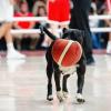 Hund Basketball Americup 2025 Chile Argentinien
Zeigte definitiv Biss: Ein Hund, der mit Basketball aufs Spielfeld stürmte.