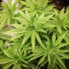 Am 1. April soll die Cannabis-Legalisierung in Deutschland in Kraft treten.