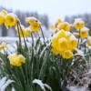 Schnee auf Osterglocken: Der späte Wintereinbruch hat nach Einschätzung des Deutschen Wetterdienstes "durchaus Seltenheitswert". 