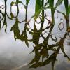Junge Maispflanzen stehen auf einem vom Hochwasser überfluteten Feld.