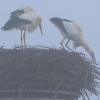 Die Bacherner Störche nutzen nebliges Wetter zur Nest- und Gefiederpflege.
