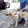 Stadtrat Roth aus Ulm beklagt: Blindenhunde bekommen mehr Wohnraum zugesprochen als Geflüchtete. 