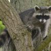 Ein Waschbär-Junges sitzt im Wildtierpark Edersee in einem Baum.