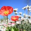 Blumen blühen auf der noch nicht eröffneten Landesgartenschau.