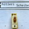 Das Foto zeigt einen Anophthalmus hitleri, einen "Hitler-Käfer", unter einem Mikroskop in der Zoologischen Staatssammlung in München. 