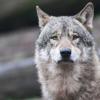 Ein Wolf läuft auf Futter wartend durch ein Gehege im Tierpark Wildparadies Tripsdrill.