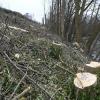 So sieht es nach dem Kahlschlag am Lech in Lechhausen aus. 100 Bäume wurden gefällt.                                