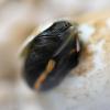 So schlüpft eine Glockenschildkröte bei der Organisation Aussie Ark aus ihrem Ei.