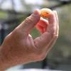 Zum Vergleich: Die Hand eines Mitarbeiters der Organisation Aussie Ark, die ein kleines Schildkröten-Ei hält.