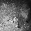 In Vorarlberg, nur wenige Kilometer vom Allgäu entfernt, ist ein junger Braunbär unterwegs. Das Tier wurde von einer Kamera gefilmt.