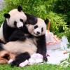Vierter Geburtstag von Berliner Pandabären Pit und Paule. 
