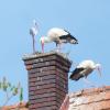 Vom Wetterstorch aus Metall lässt sich dieses Storchenpaar in Pfaffenhausen nicht abschrecken. Die Vögel bauen weiter fleißig an ihrem Nest.