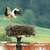 Ist noch Nachwuchs im Nest in Zusamzell? Storchenbeobachter Sieghart Muthsam hat wenig Hoffnung. 