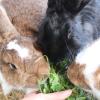 Zwei Kaninchen (nicht diese) wurden offenbar aus einem Garten in Dürrlauingen geklaut.