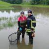 Tierischer Einsatz für die Feuerwehr Mering: Sie rettete am Montagmorgen Goldfische, die im Überschwemmungsgebiet am Badanger in Mering gesehen wurden.

