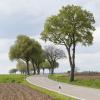 Komplett neu gebaut werden soll die Straße zwischen Rieden und Kissendorf. Besonderes Augenmerk liegt auf dem Erhalt der meisten Bäume. 