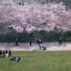 Menschen schauen sich im Olympiapark die Kirschblüten an.