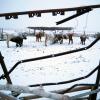 Die Mongolei wurde von einem extremen Wintereinbruch heimgesucht, dem viele Tiere zum Opfer fielen.
