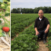 Die Familie Eberl bewirtschaftet seit Mitte der 70er-Jahre Selbstpflückfelder. Bernhard Eberl hat den Betrieb von seinem Vater übernommen und sich auf Erdbeeren spezialisiert.