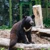 Die Kragenbären haben im Augsburger Zoo viele Spielgeräte.