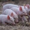 Kleine Ferkel wurden in Laugna von Unbekannten gestohlen. 