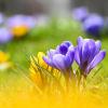 Krokusse sind Frühlingsboten und auch schon im Landkreis Dillingen zu finden. Am 20. März ist offizieller Frühlingsanfang. 