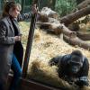 Tatort Zoo: Die Ermittlerinnen aus Zürich müssen sich auch um einen getöteten Menschenaffen kümmern.