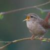 Singen ist für Vögel Schwerstarbeit. Der kleine Zaunkönig bebt oft richtig, wenn er trällert. Doch gerade jetzt im Mai ist das frühmorgendliche Vogelkonzert besonders hörenswert.